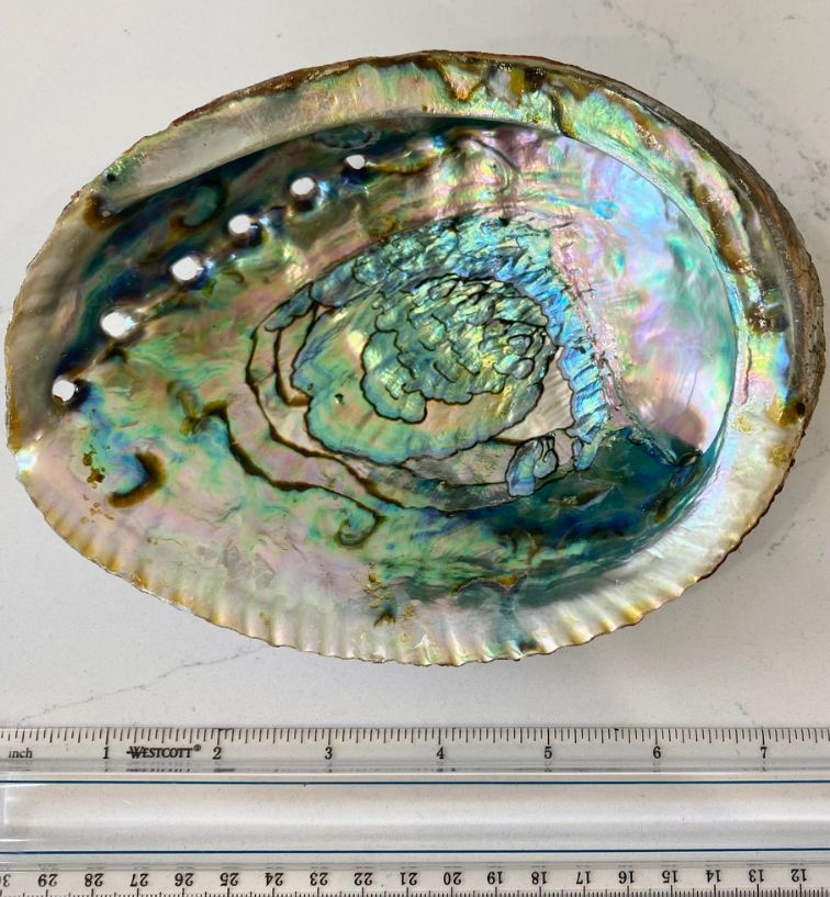 Abalone Shell for Smudging Large