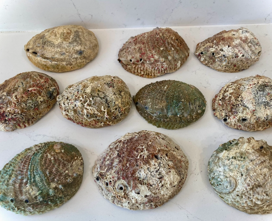 Abalone Shell for Smudging Large