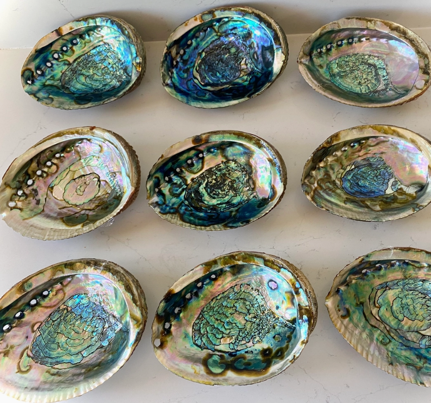 Abalone Shell for Smudging Large