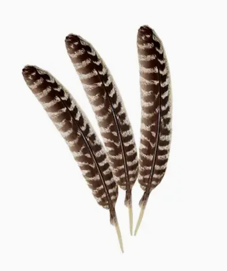 Premium Turkey Feathers