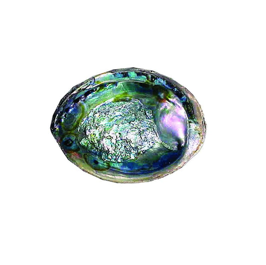 DEE Green Abalone Shell (5-6 in.) $20